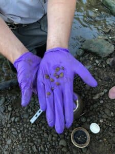 A person in purple gloves is holding a coin in a river.