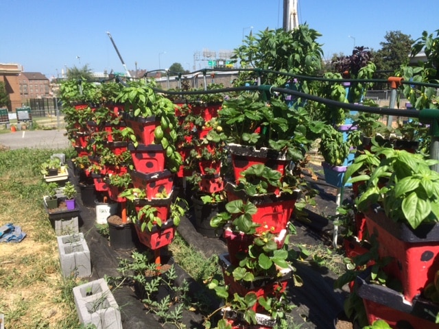 A group of red pots with plants growing in them.