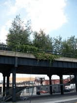 Street View of Bridge with Trees on Top of The Bridge