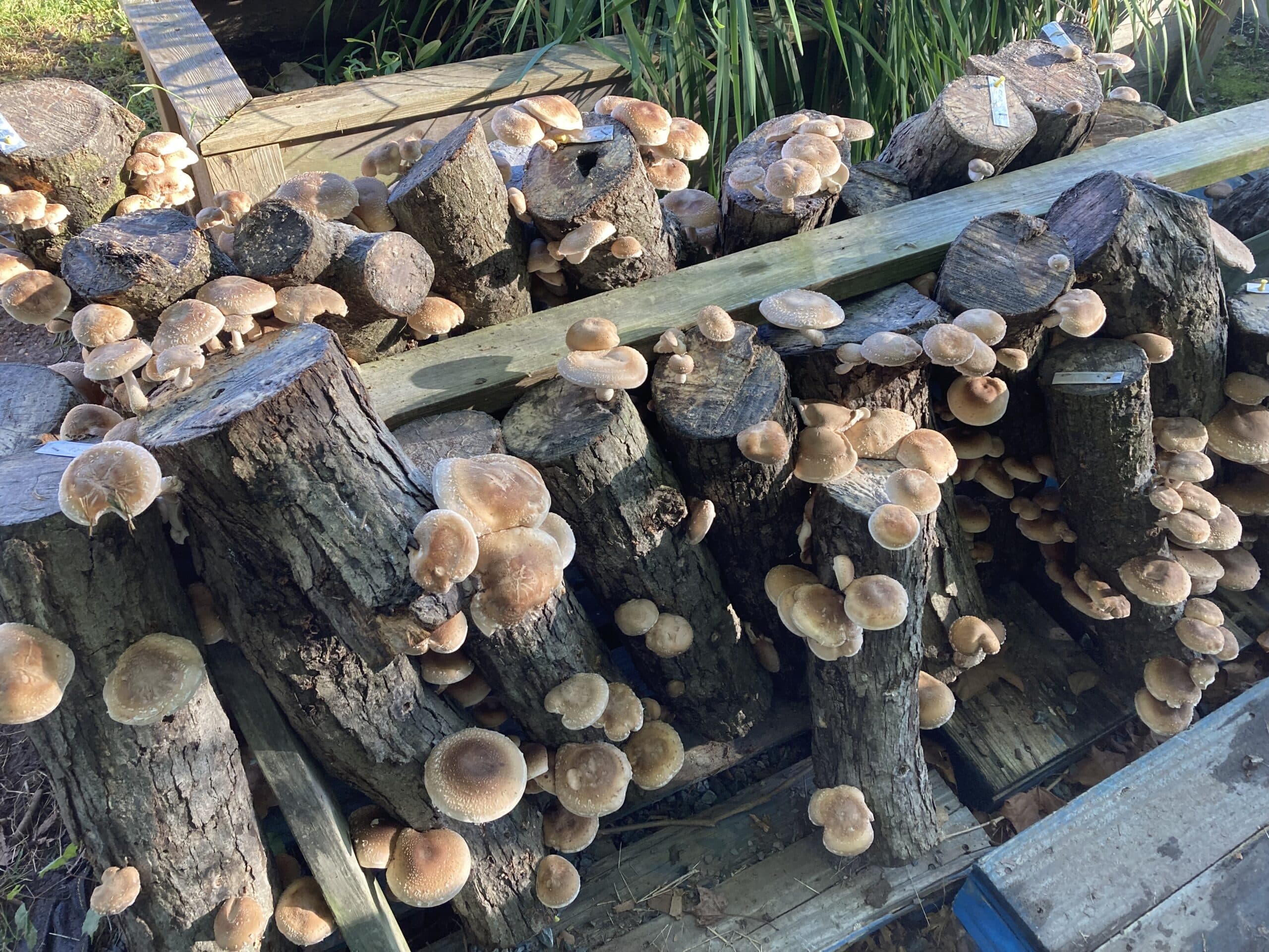 Grow Your Own Mushrooms Workshop