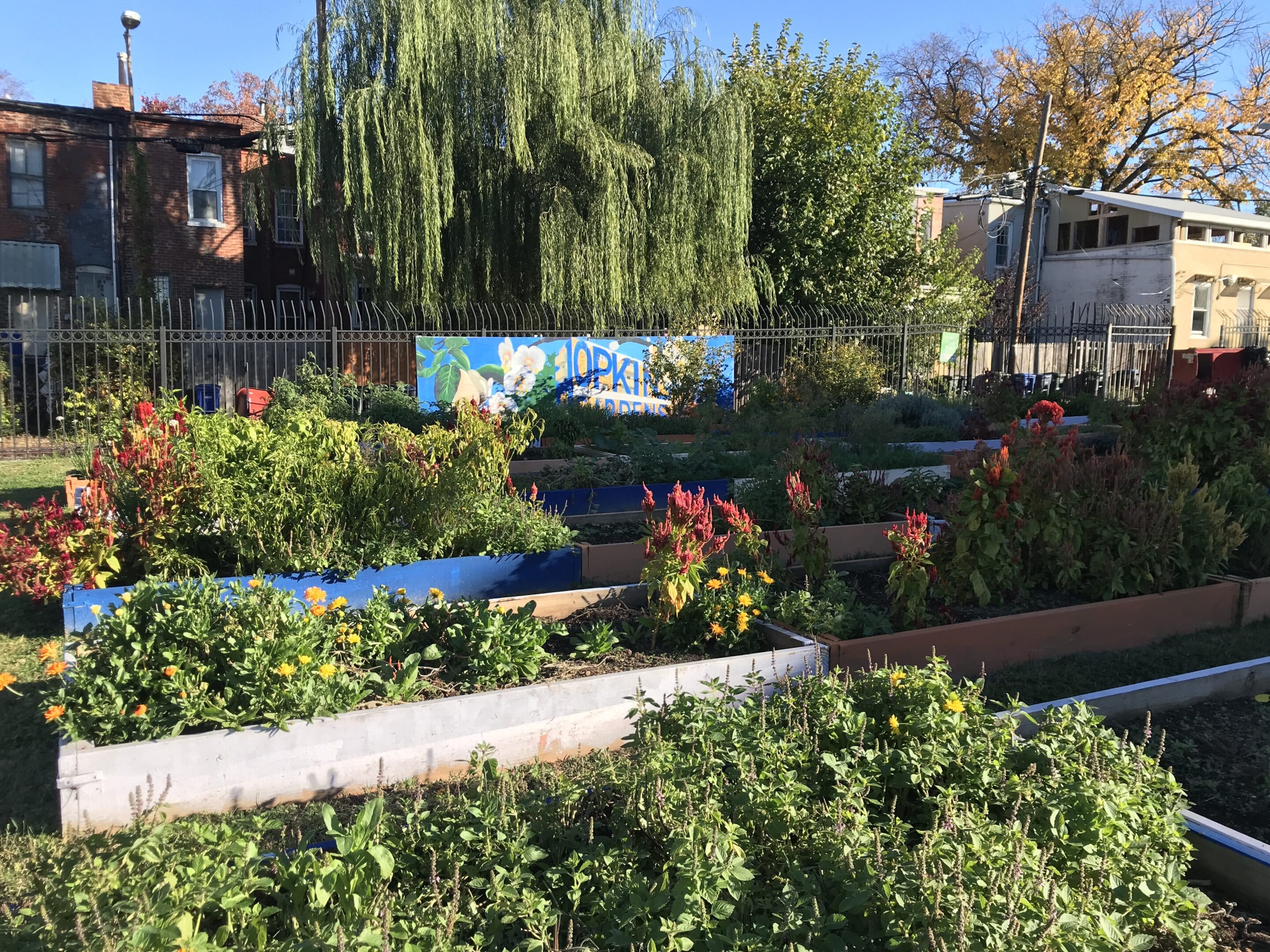 Urban community garden with raised beds of vibrant flowers and plants, surrounded by a metal fence, with graffiti-decorated walls and trees in the background.
