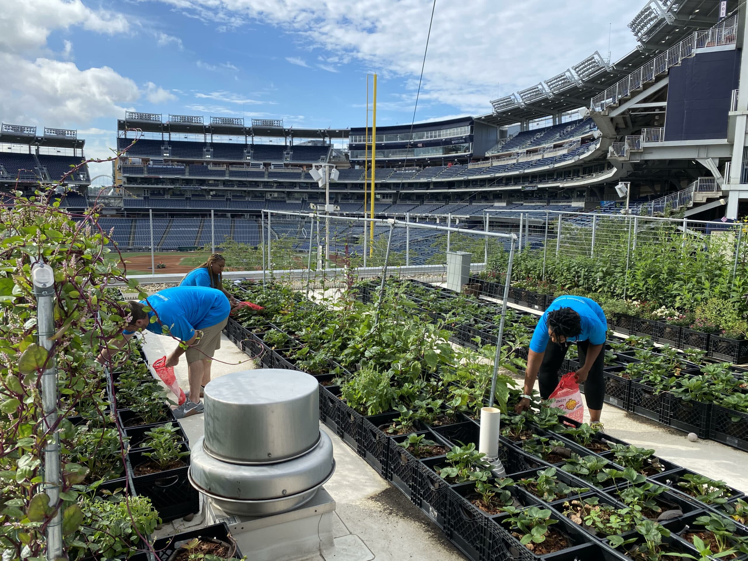 A group of people cultivating plots in Bridge Park for an urban garden within a stadium.