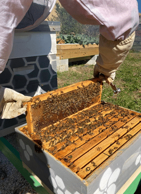 Beekeeper in protective clothing inspecting a frame from a beehive, with bees visible on the frame and hive.